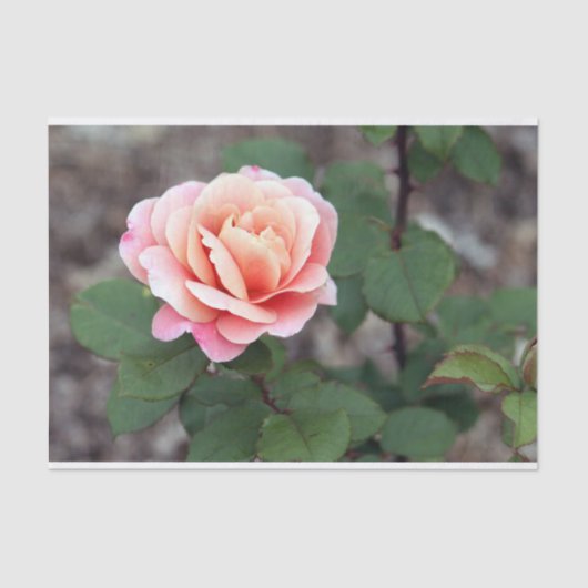  Roze Rose Floral Foto Tissuepapier (Voorkant)