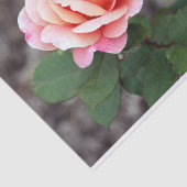  Roze Rose Floral Foto Tissuepapier (Detail)