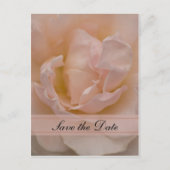 Roze Rose Floral Quinceañera Save the Date Aankondigingskaart (Voorkant)