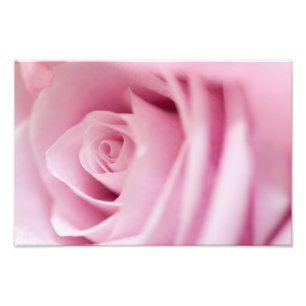 Roze Rose Foto Afdruk