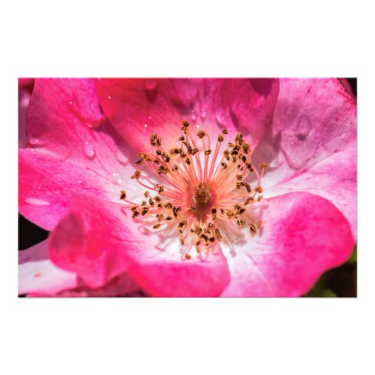 Roze Rose Foto Afdruk (Voorkant)