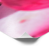 Roze Rose Foto Afdruk (Hoek)