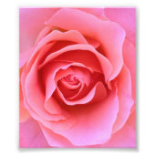 Roze Rose Foto Afdruk (Voorkant)