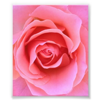 Roze Rose Foto Afdruk