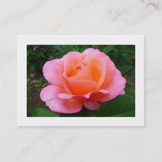 Roze Rose, foto van Mini Visitekaartje (Voorkant)