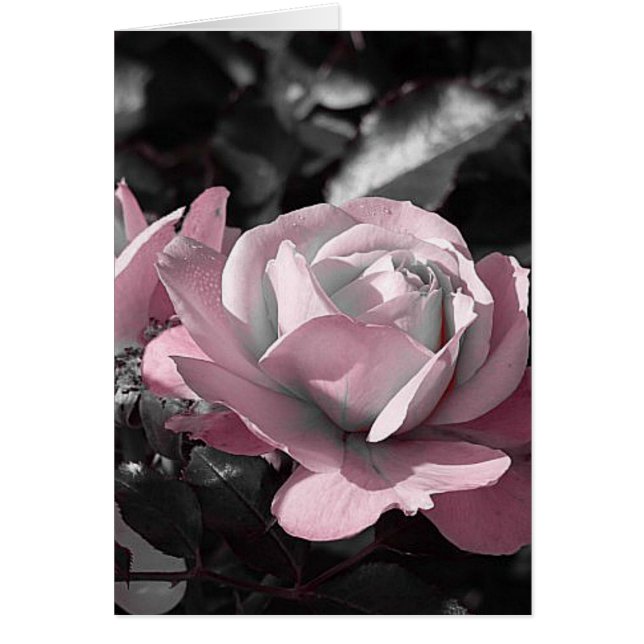 Roze Rose Garden (Voorkant)