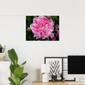 Roze Rose  Garden Flowers Florence Poster (Thuiskantoor)