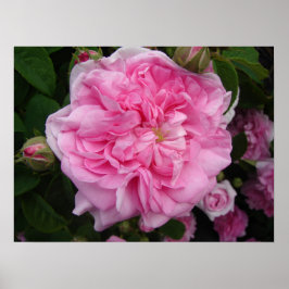 Roze Rose  Garden Flowers Florence Poster