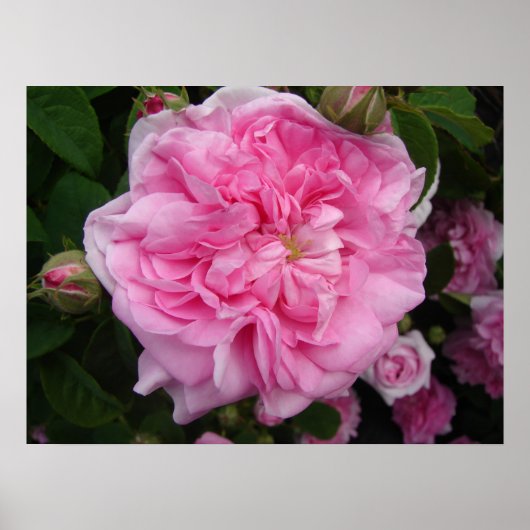 Roze Rose  Garden Flowers Florence Poster (Voorkant)