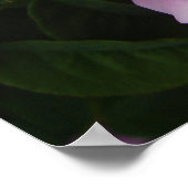 Roze Rose  Garden Flowers Florence Poster (Hoek)