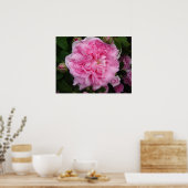 Roze Rose  Garden Flowers Florence Poster (Keuken)