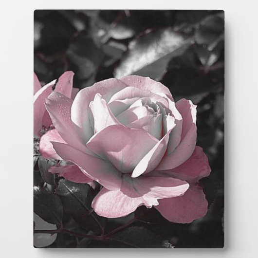 Roze Rose Garden Fotoplaat (Voorkant)