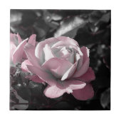 Roze Rose Garden Tegeltje (Voorkant)