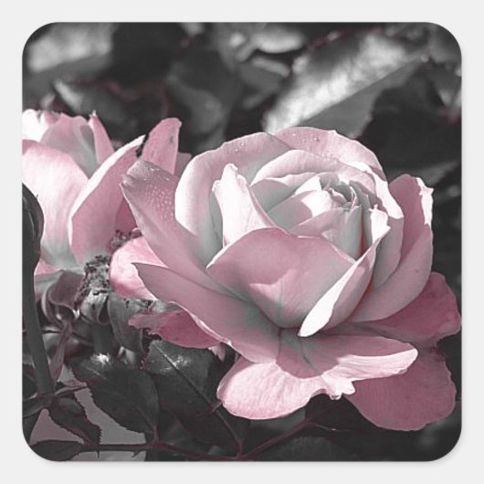 Roze Rose Garden Vierkante Sticker (Voorkant)