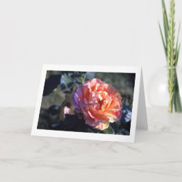 Roze Rose Gevouwen Blank Wenskaart Kaart