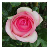 Roze Rose Glossy Poster (Voorkant)