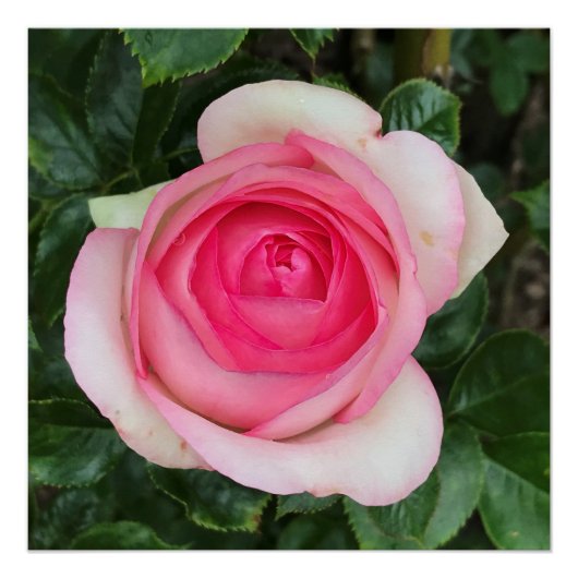 Roze Rose Glossy Poster (Voorkant)