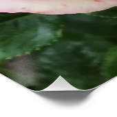 Roze Rose Glossy Poster (Hoek)