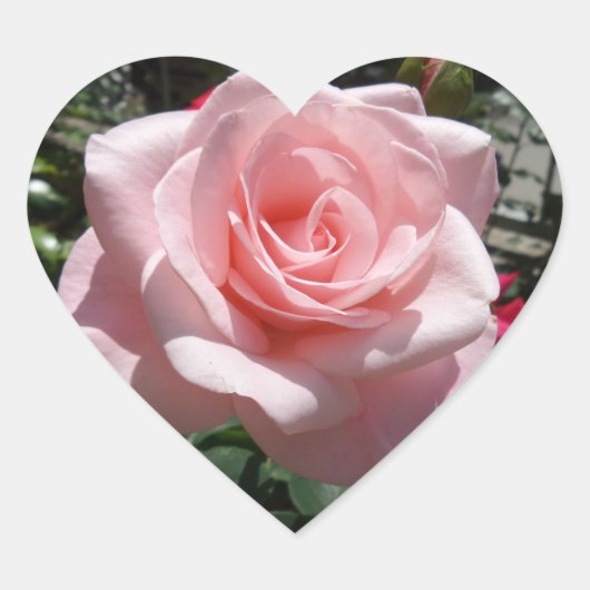 Roze Rose Heart Sticker (Voorkant)