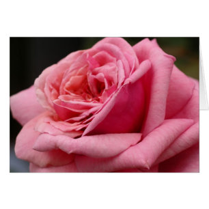 Roze Rose I  Floral fotografie