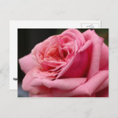 Roze Rose I  Floral fotografie Briefkaart (Voorkant / Achterkant)