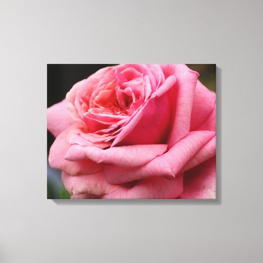 Roze Rose I Floral fotografie Canvas Afdruk (Voorkant)