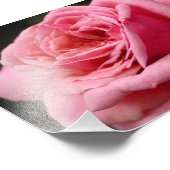 Roze Rose I Floral fotografie Foto Afdruk (Hoek)