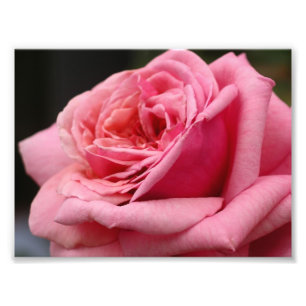 Roze Rose I Floral fotografie Foto Afdruk