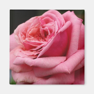 Roze Rose I  Floral fotografie Magneet
