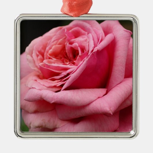 Roze Rose I  Floral fotografie Metalen Ornament (Voorkant)