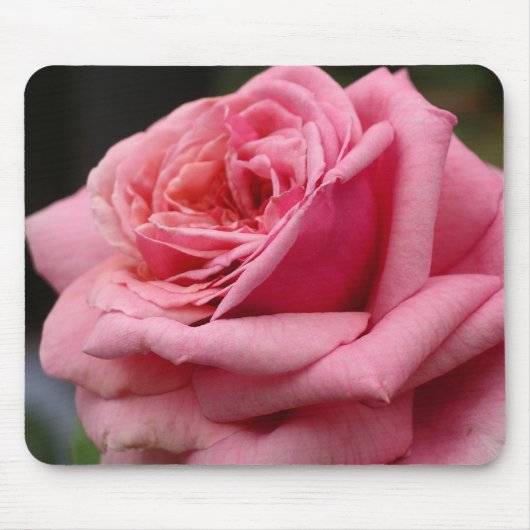 Roze Rose I Floral fotografie Muismat (Voorkant)