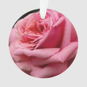 Roze Rose I  Floral fotografie Ornament