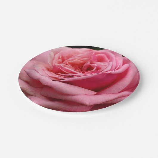 Roze Rose I  Floral fotografie Papieren Bordje (Gekanteld)