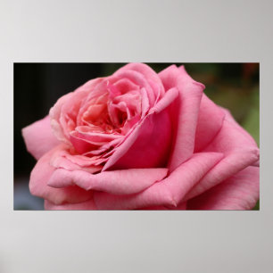 Roze Rose I  Floral fotografie Poster