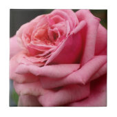 Roze Rose I  Floral fotografie Tegeltje (Voorkant)