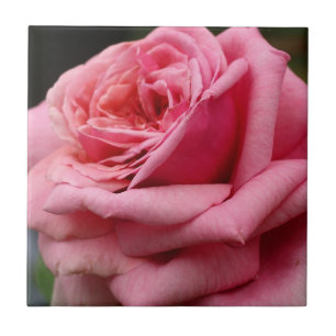 Roze Rose I  Floral fotografie Tegeltje