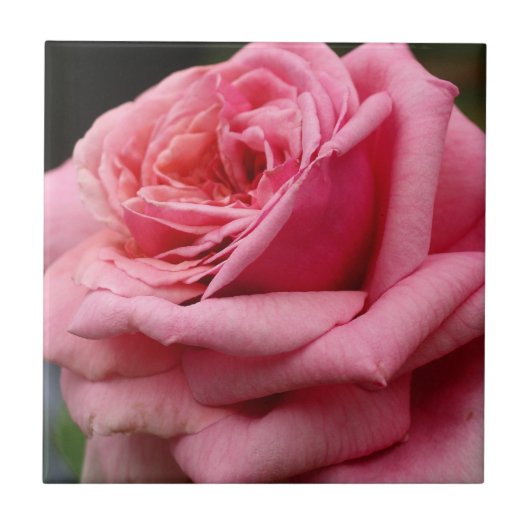 Roze Rose I  Floral fotografie Tegeltje (Voorkant)