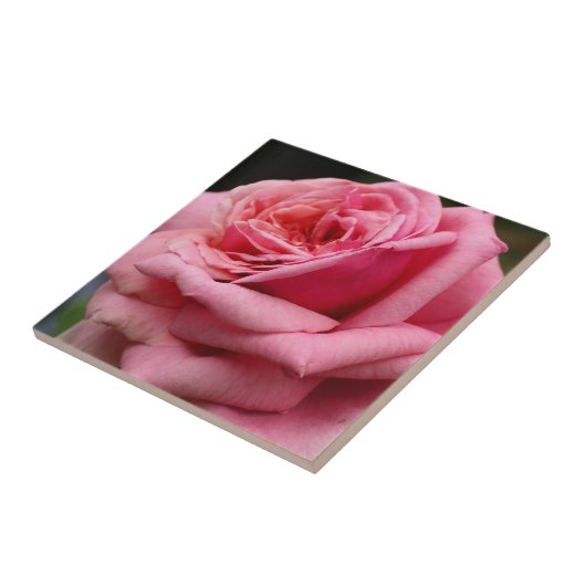 Roze Rose I  Floral fotografie Tegeltje (Zijkant)