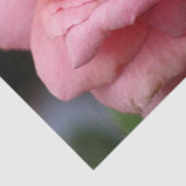 Roze Rose I  Floral fotografie Tissuepapier (Detail)