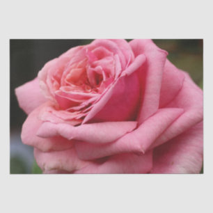 Roze Rose I  Floral fotografie Tissuepapier