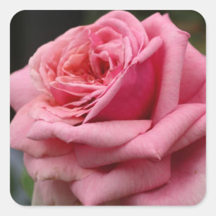 Roze Rose I  Floral fotografie Vierkante Sticker