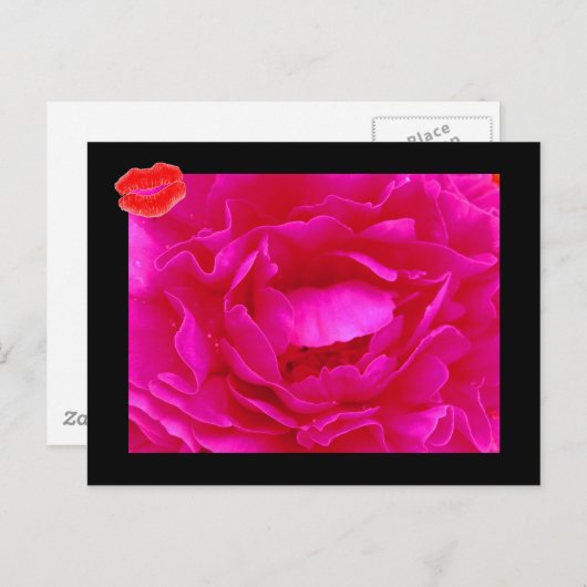 Roze Rose II Briefkaart (Voorkant / Achterkant)