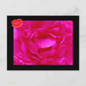 Roze Rose II Briefkaart (Voorkant)
