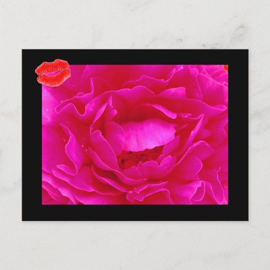 Roze Rose II Briefkaart (Voorkant)