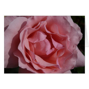 Roze Rose II  Floral