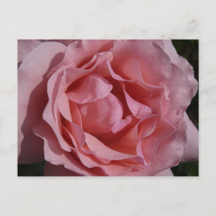 Roze Rose II  Floral Briefkaart