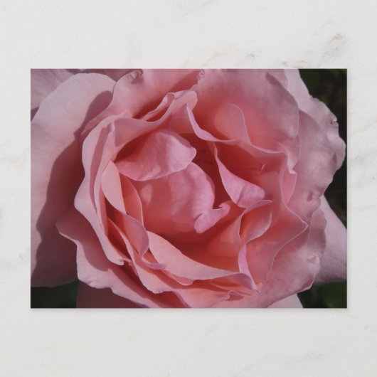 Roze Rose II Floral Briefkaart (Voorkant)
