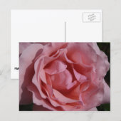 Roze Rose II Floral Briefkaart (Voorkant / Achterkant)