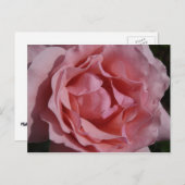 Roze Rose II  Floral Briefkaart (Voorkant / Achterkant)