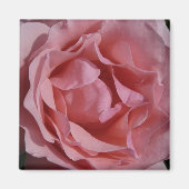 Roze Rose II  Floral Magneet (Voorkant)